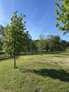Grajski park Vitez